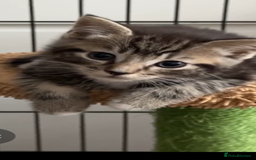 Mixed Breed cats for sale: Beautiful kittens for sale. - Image 11