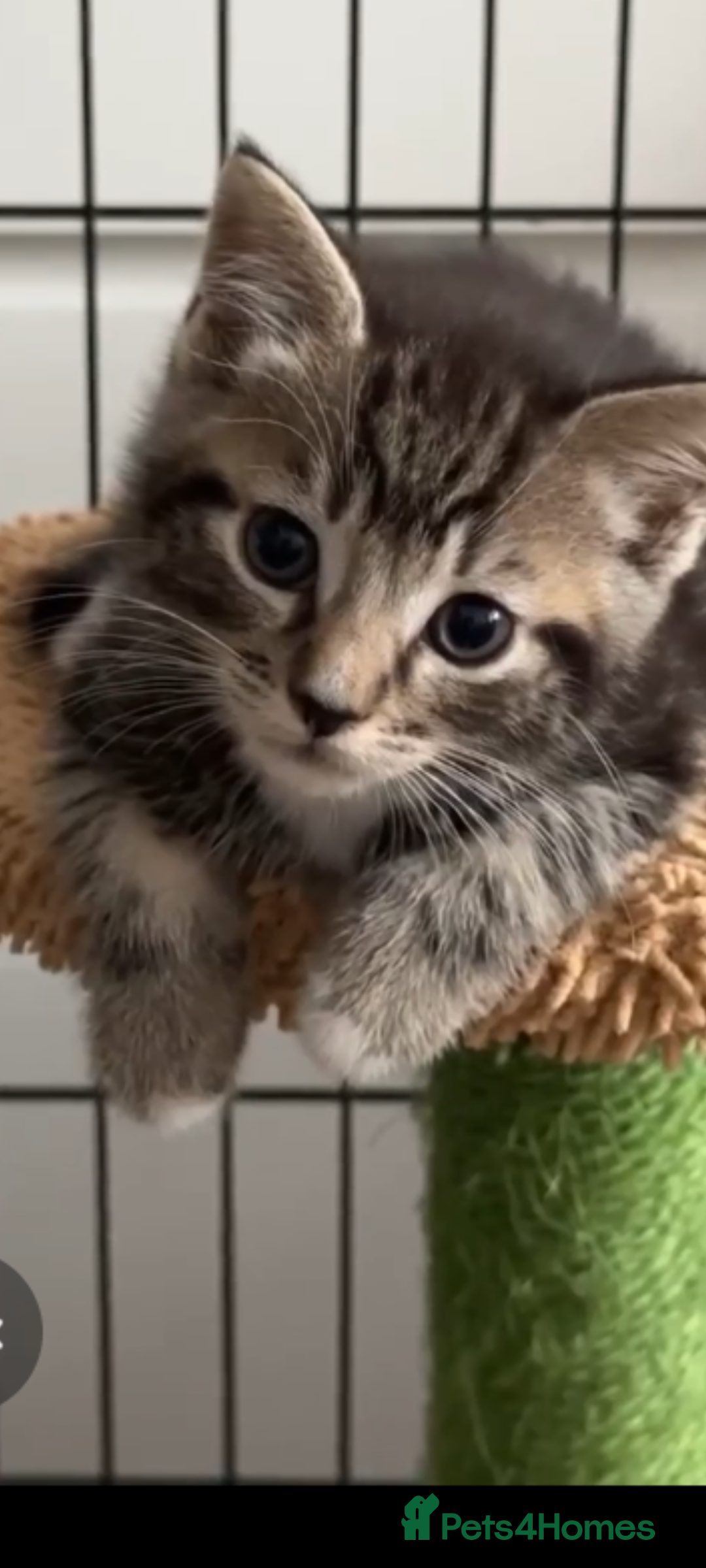Mixed Breed cats for sale: Beautiful kittens for sale. - Image 11