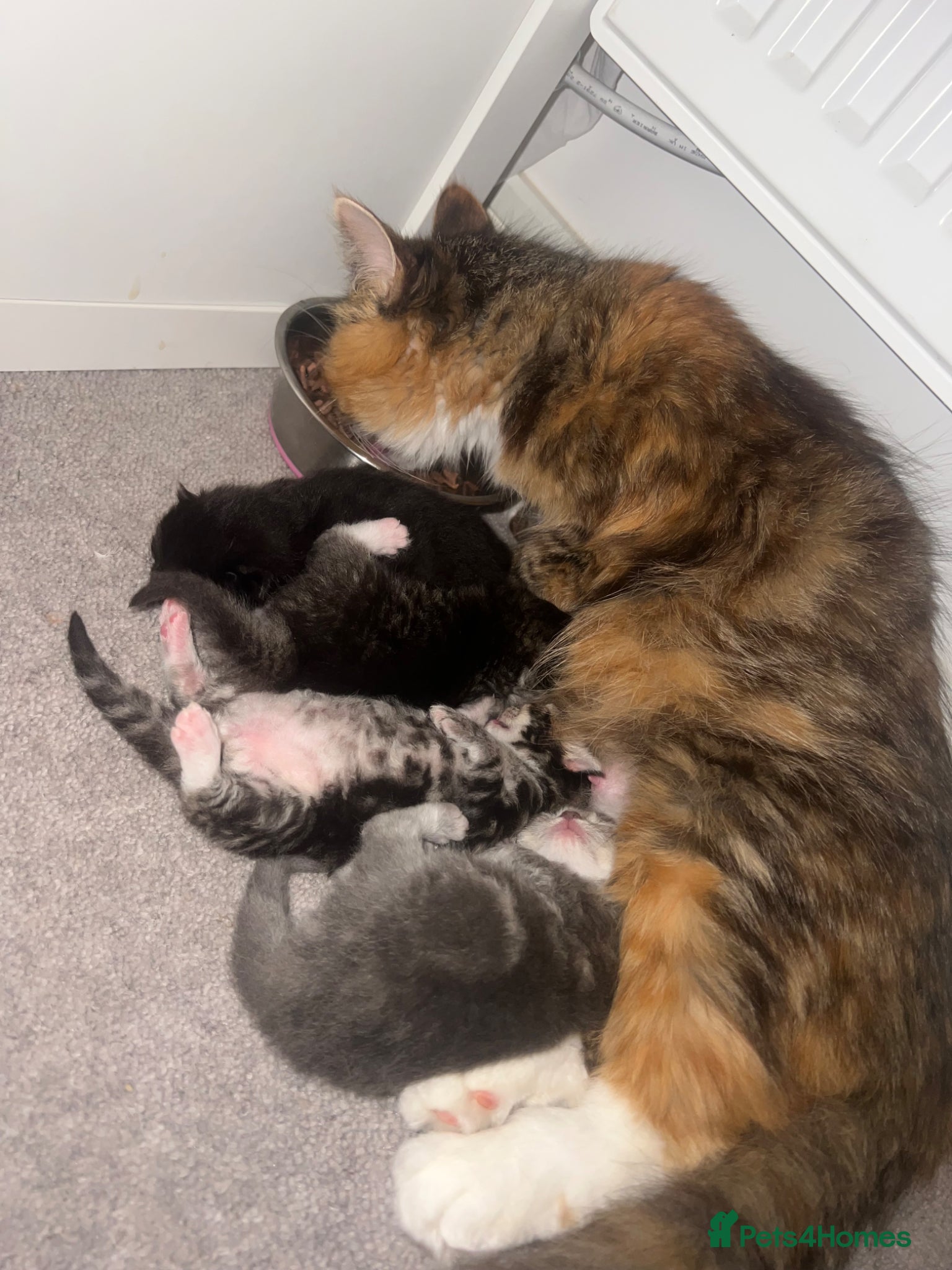 Persian cats Persian X Domestic Longhair Kittens for sale  - Advert 2