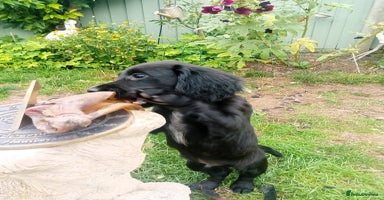 Sprocker dogs - Advert 5