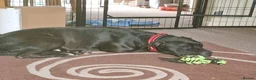 American Bull Staffy dogs for adoption: Meet Gomez, currently residing in Wiltshire  in Chippenham - Advert 8