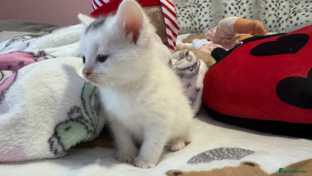 Mixed Breed cats for sale: 1 beautiful female kitten ready to leave!! - Advert 8