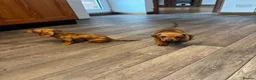 Dachshund dogs for sale: Dachshund puppies - Advert 15