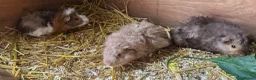 Guinea Pig rodents for sale: 🐹 Stunning Alpaca Guinea Pigs – 3 Male Brothers  - Advert 14