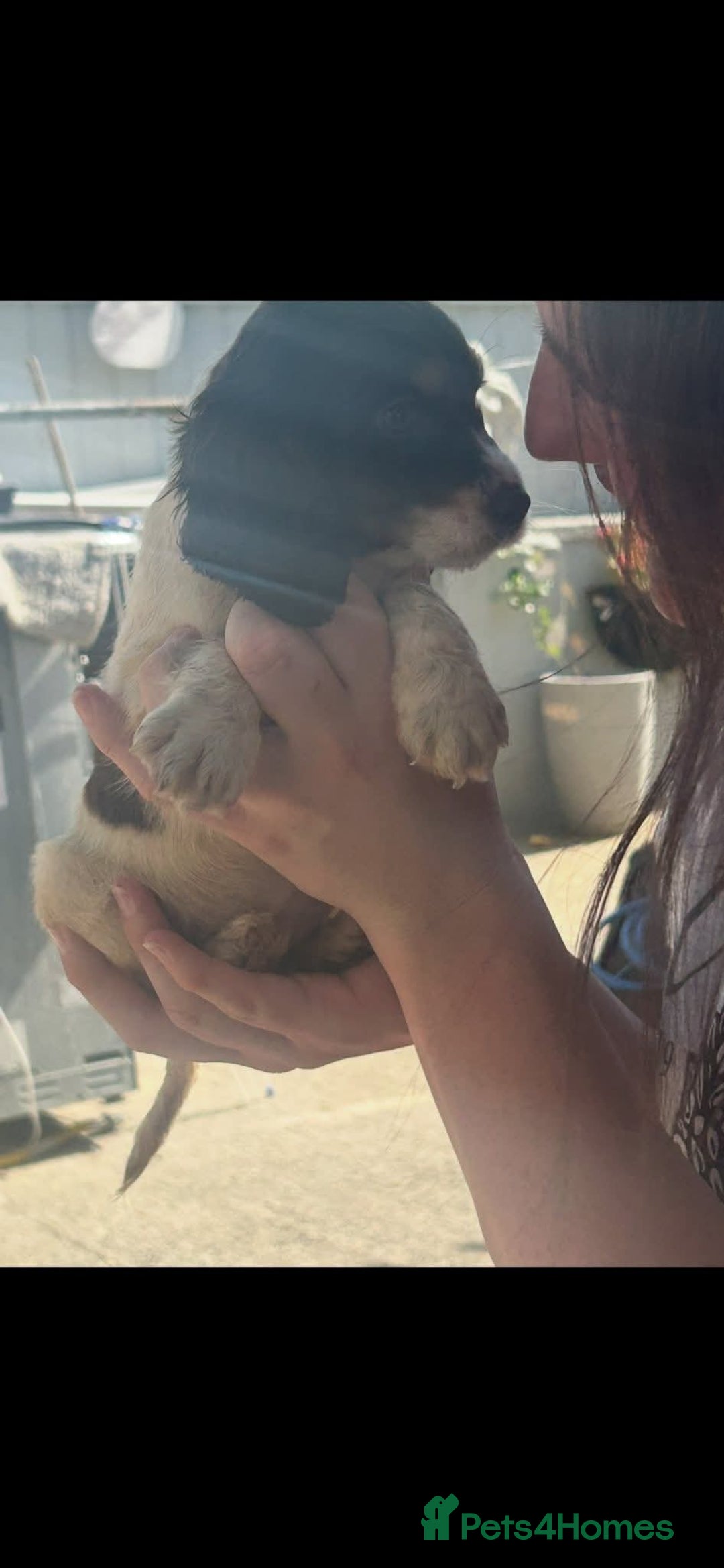 Cocker Spaniel dogs for sale: Cocker spaniel Boys - Image 9