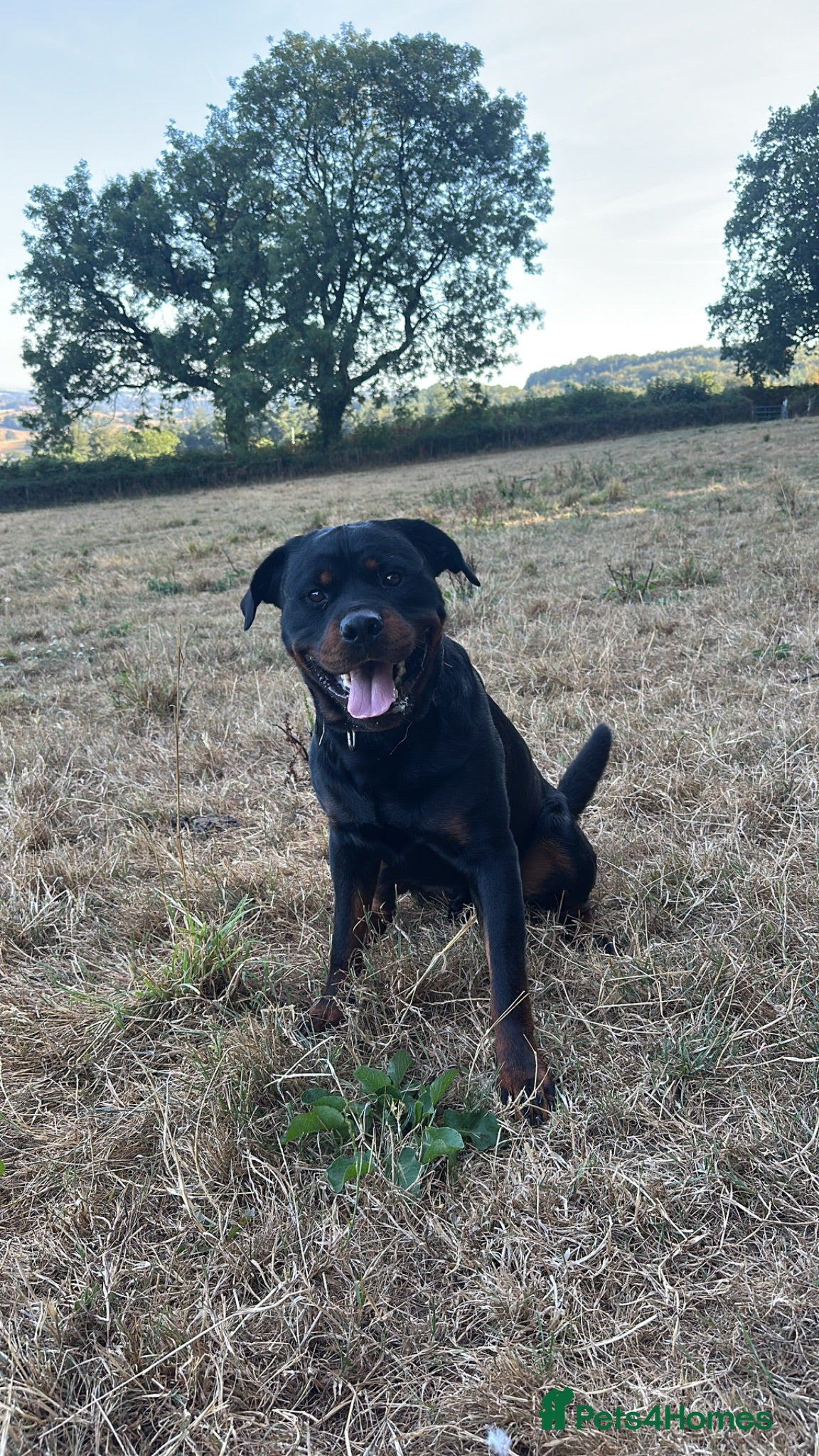 Mixed Breed dogs Reggie the Rottie - Advert 1
