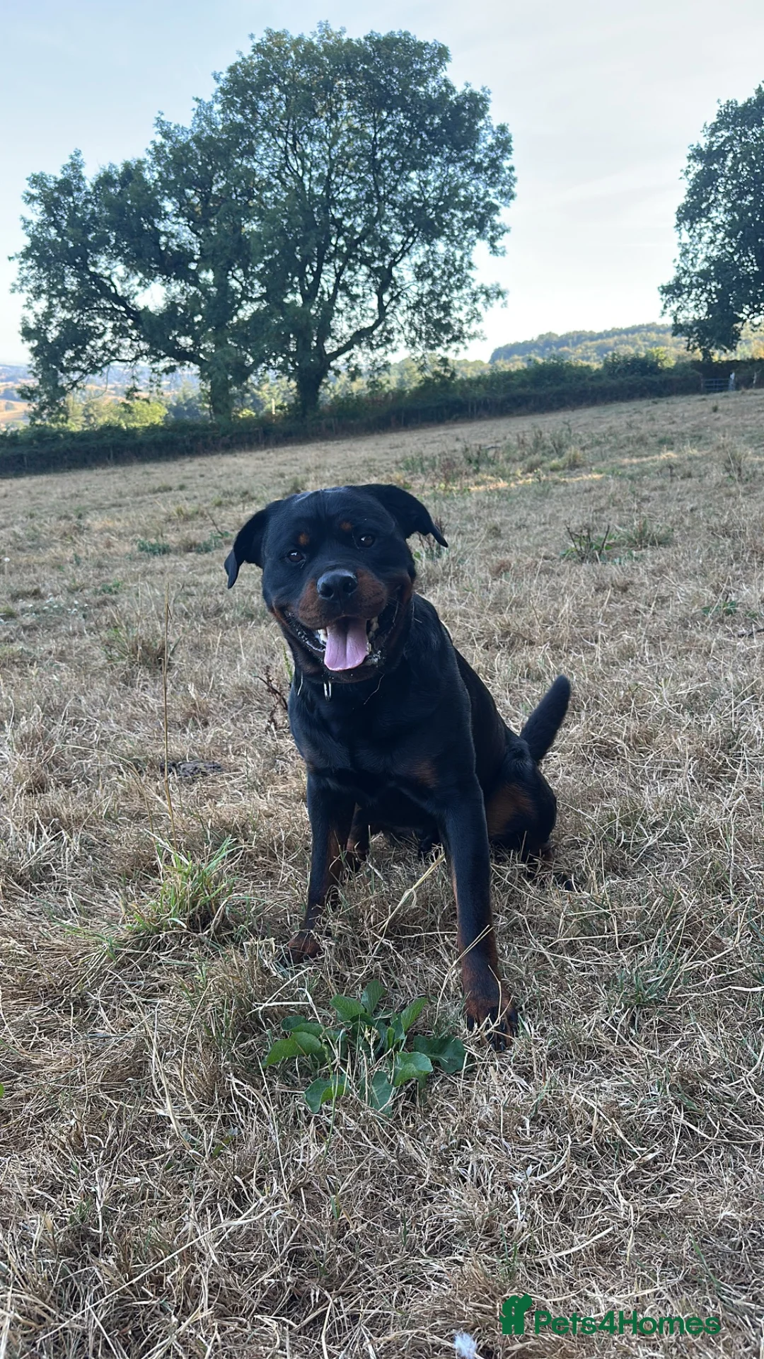 Mixed Breed dogs for sale: Reggie the Rottie in Honiton - Advert 1
