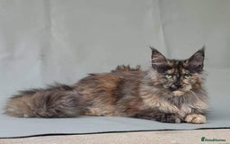 Maine Coon cats for sale: Female MaineCoon  Imported, Loving Home Needed   - Image 6