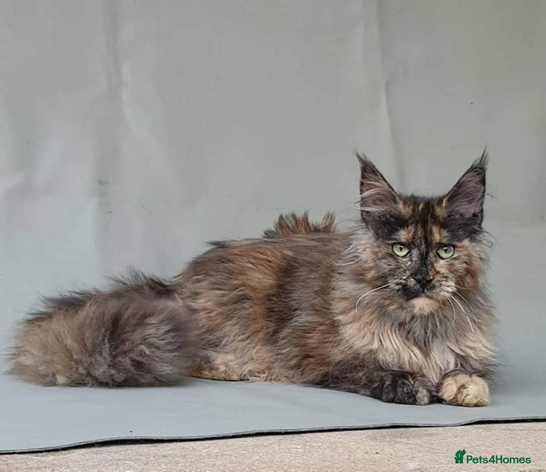 Maine Coon cats for sale: Female MaineCoon  Imported, Loving Home Needed   - Image 6