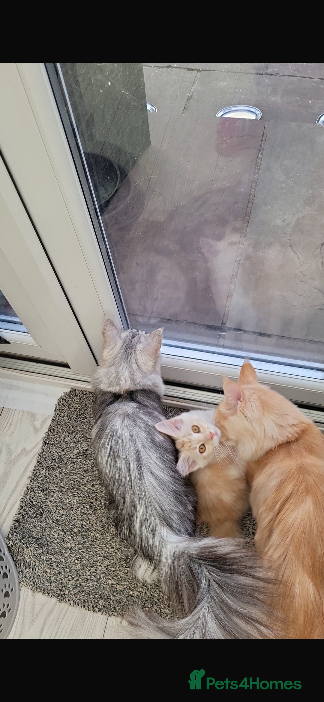 Maine Coon cats for sale: Maine coon kitten ready now - Advert 2