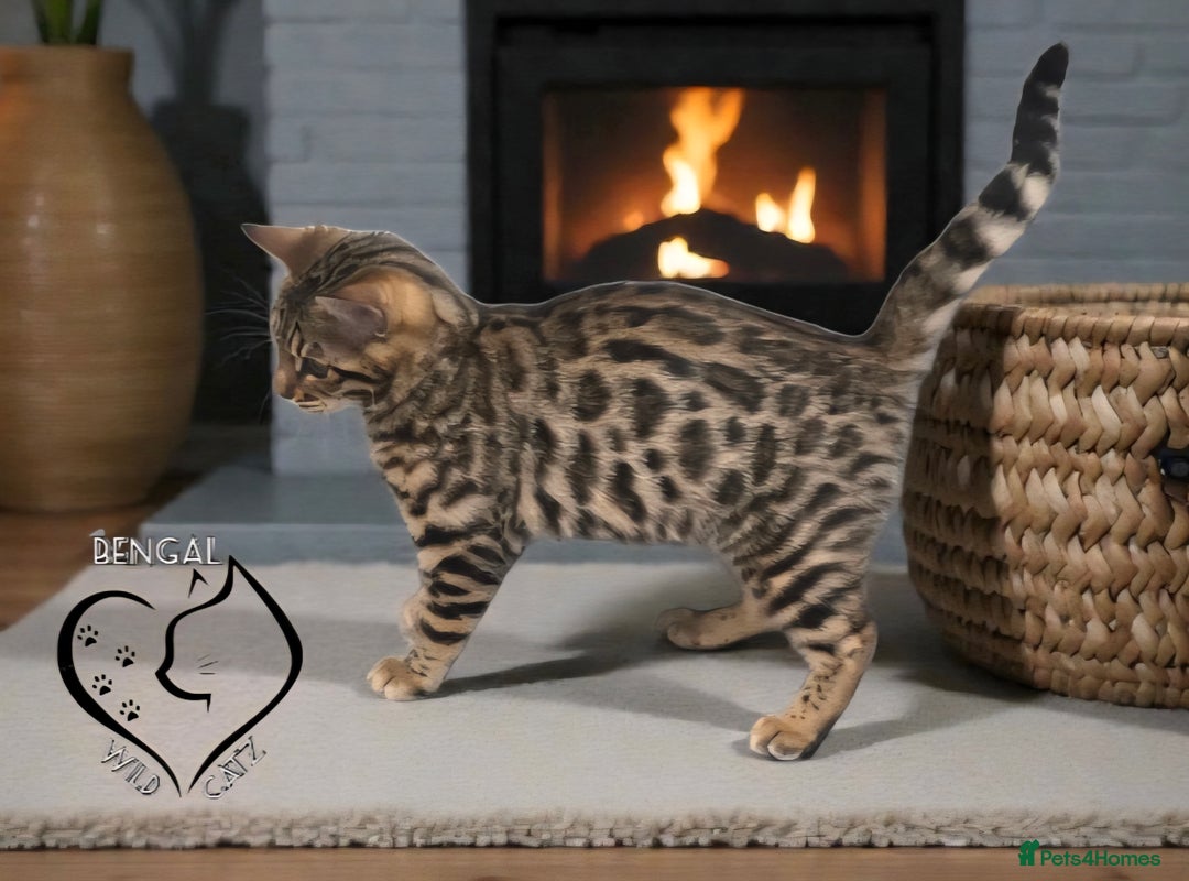 Bengal cats for sale: 1 beautiful boy from tica champion lines - Advert 4