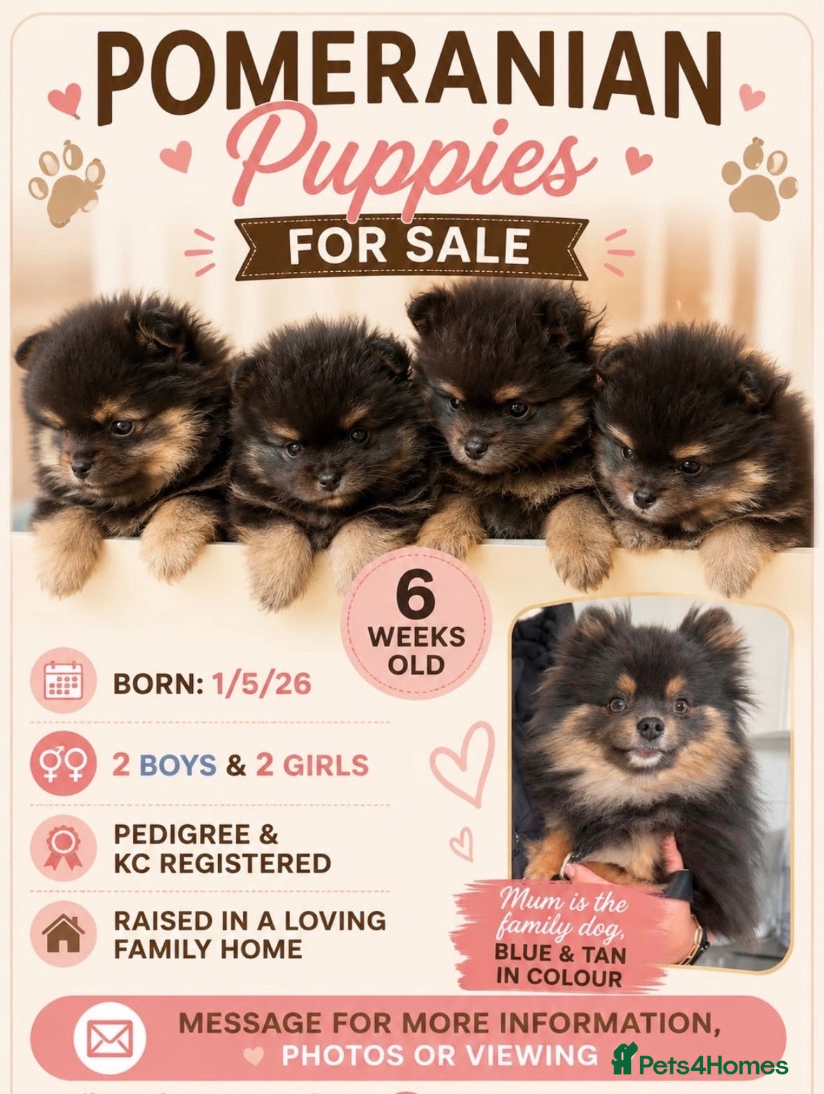 Pomeranian dogs KC registered Pomeranian  - Advert 1