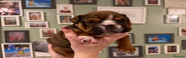 English Bulldog Puppy 1