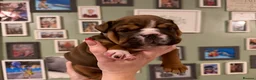 English Bulldog dogs for sale: 🌸💙 top blood line English bulldogs 🌸💙❤️ - Advert 37