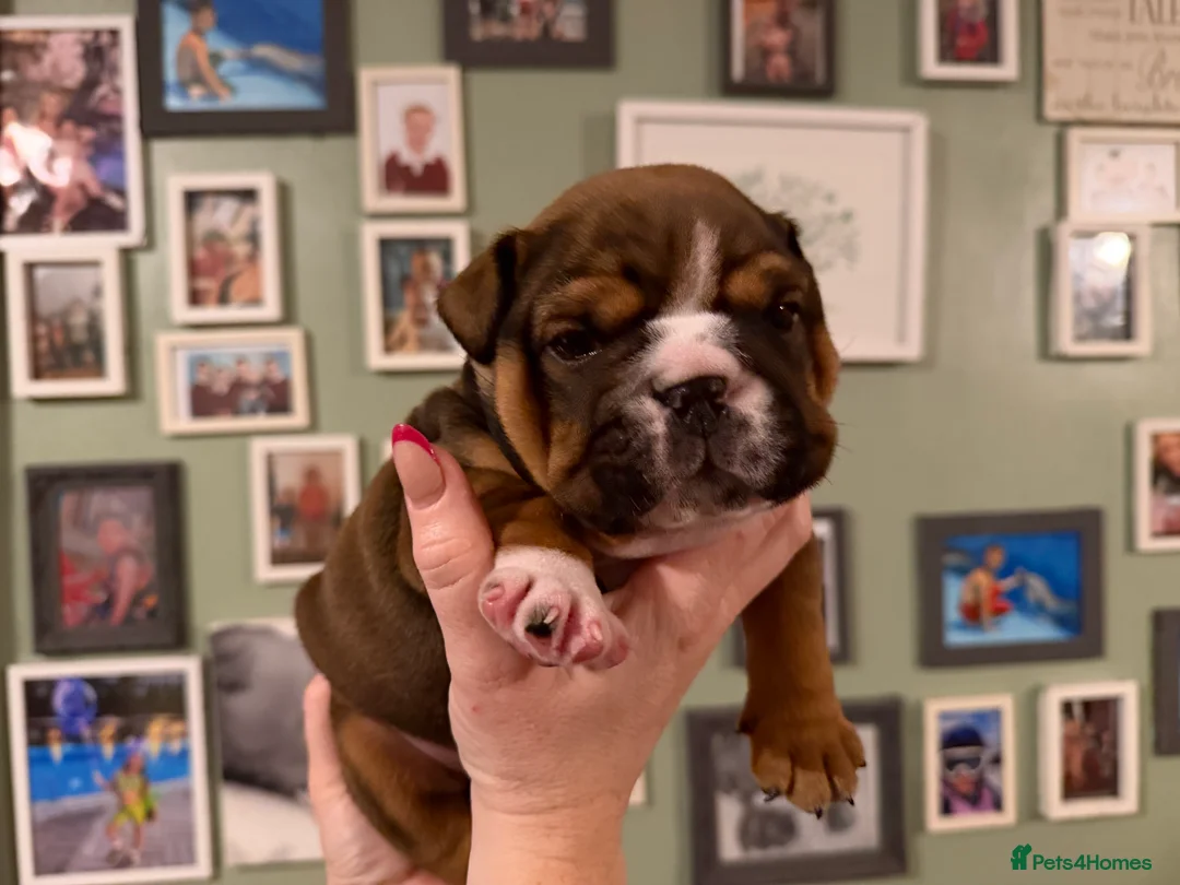 English Bulldog dogs for sale: 🌸💙 top blood line English bulldogs 🌸💙❤️ - Advert 37