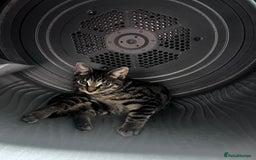 Domestic Shorthair cats for sale: Cute tabby male looking for new home - Image 1
