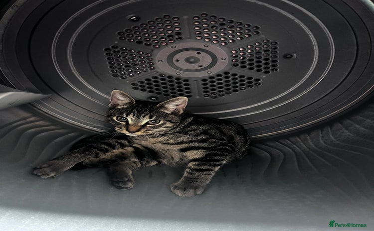 Domestic Shorthair cats - Advert 3