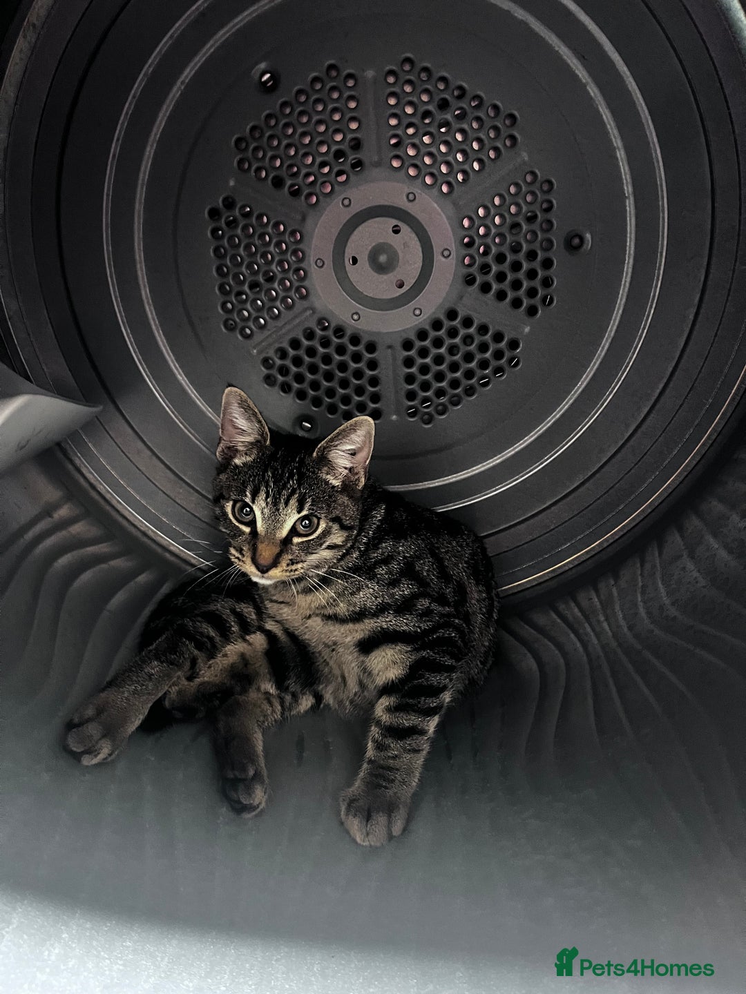 Domestic Shorthair cats for sale: Cute tabby male looking for new home - Image 1