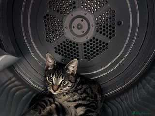 Domestic Shorthair cats - Advert 3