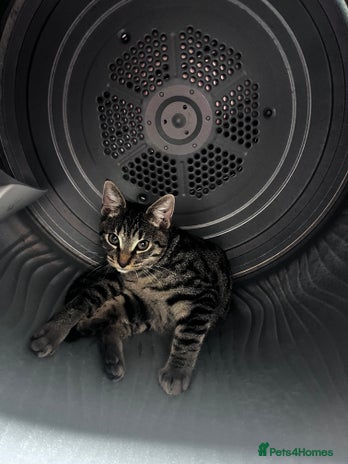 Domestic Shorthair cats - Advert 3