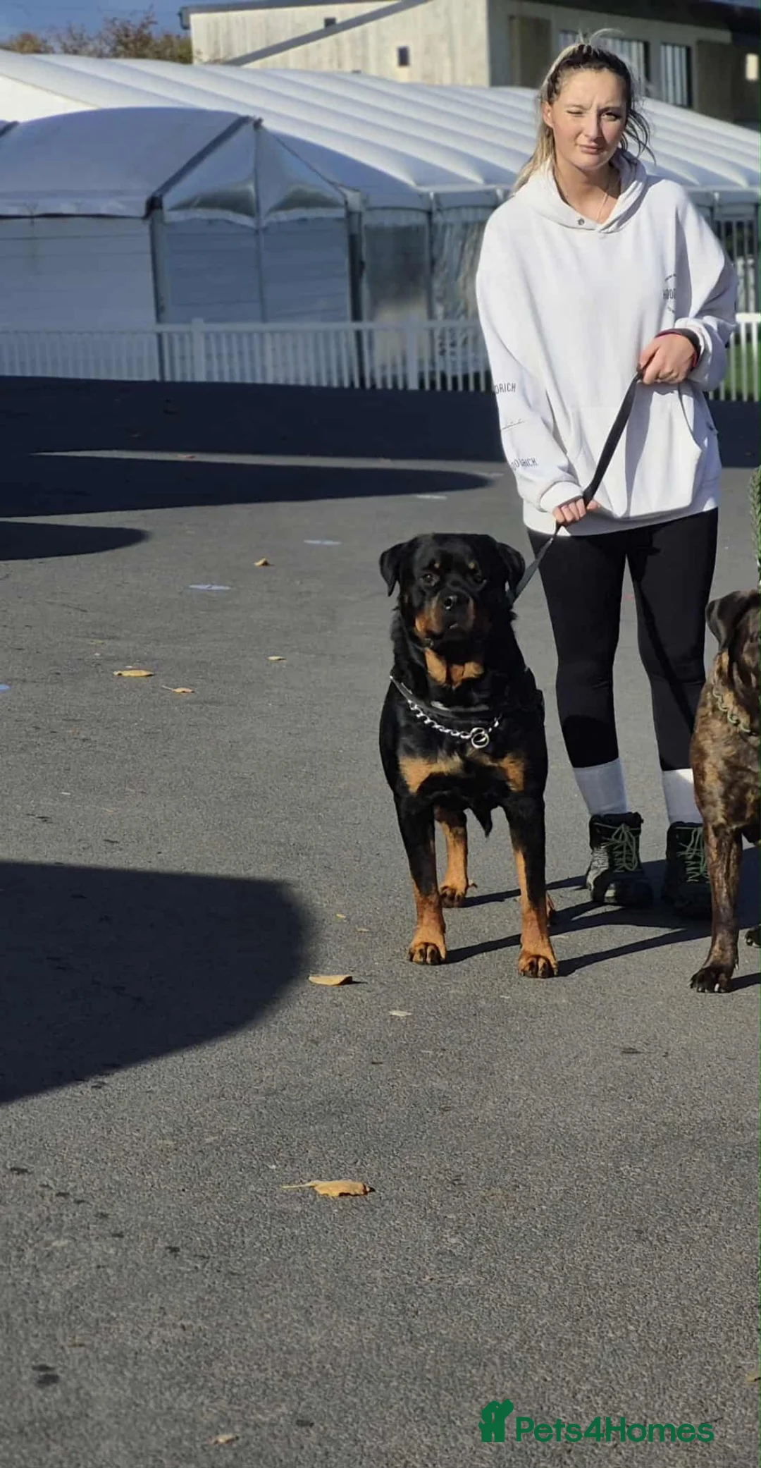 Rottweiler dogs for stud: 3 year old male for stud in exchange for a puppy  in Worcester - Advert 2