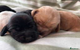 Cocker Spaniel dogs for sale: Beautiful Cocker Spaniel Puppies - Advert 3