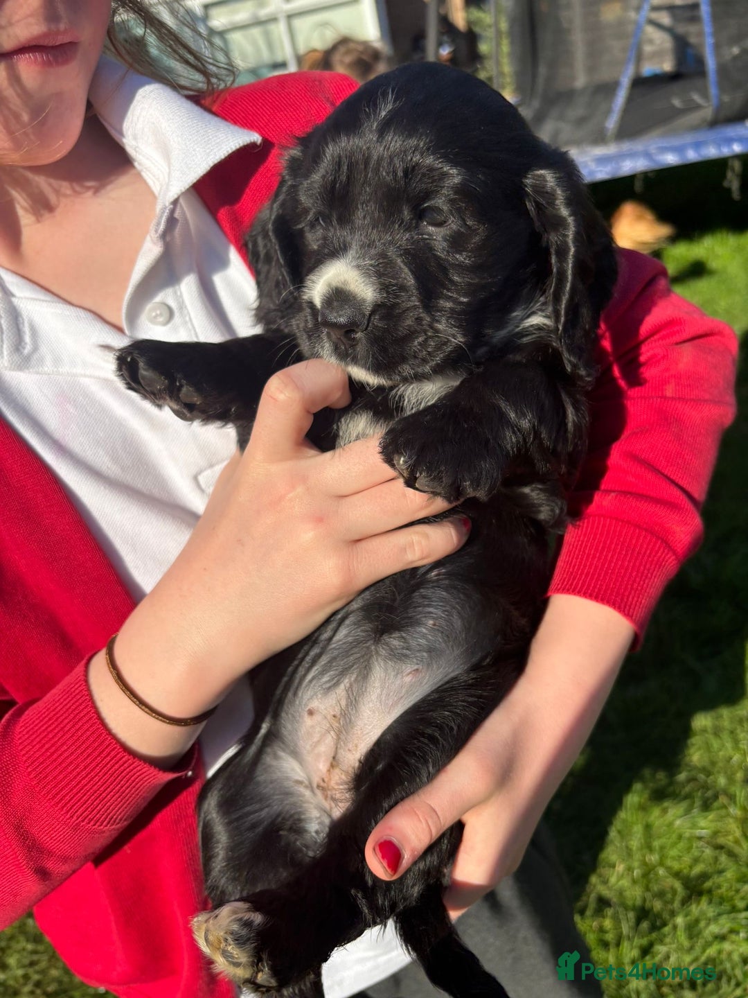 Cocker Spaniel dogs for sale: Beautiful show cocker GIRLs - Image 18