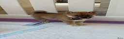 Japanese Shiba Inu dogs for sale: Japanese Shiba Inu Puppies - Advert 5