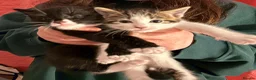 Mixed Breed cats for sale: Four gorgeous kittens looking for forever homes - Advert 4