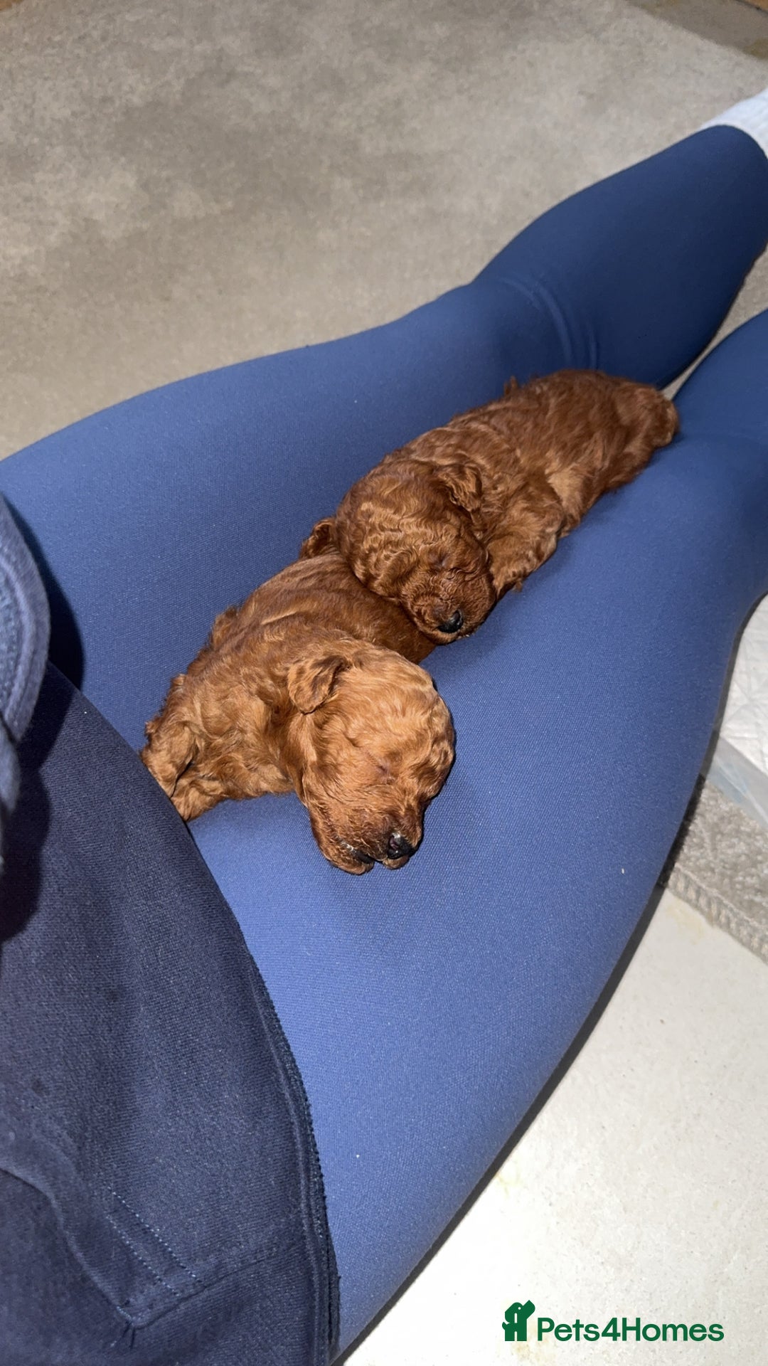 Maltipoo dogs for sale: 🐶 Adorable Red Maltipoo Puppies Available 🐶 - Advert 6