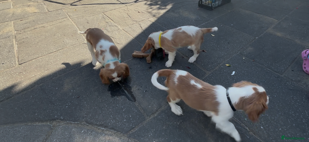 Cavalier King Charles Spaniel dogs for sale: Cavalier King Charles Spaniel  - Image 30