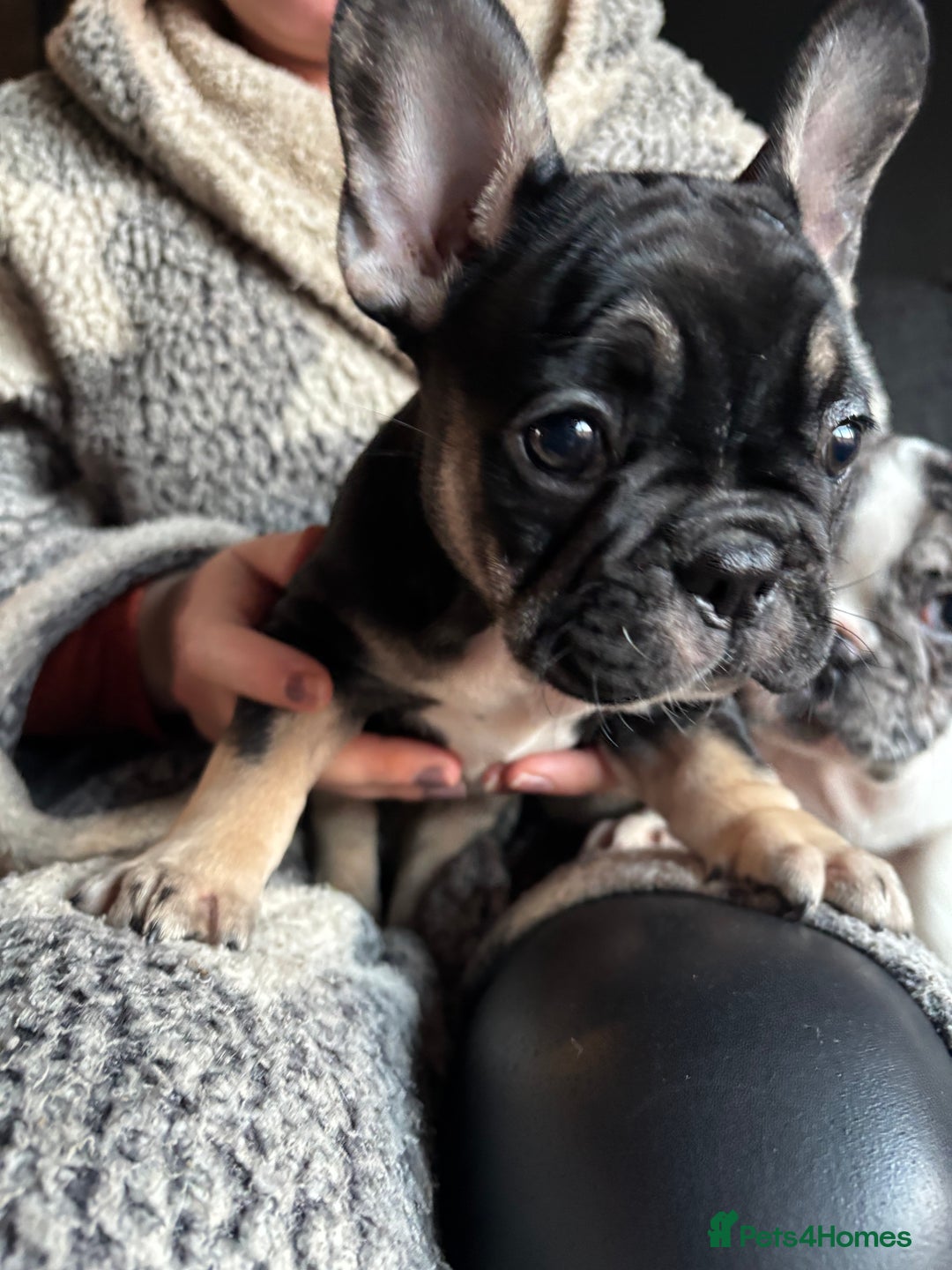 French Bulldog dogs for sale: (Price Reduced, 2 left) French Bulldog Puppies - Advert 24