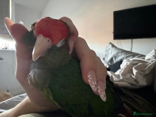 Conures birds in Hook - Advert 3