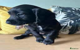 Sprocker dogs for sale: Sprocker Puppies - Image 8