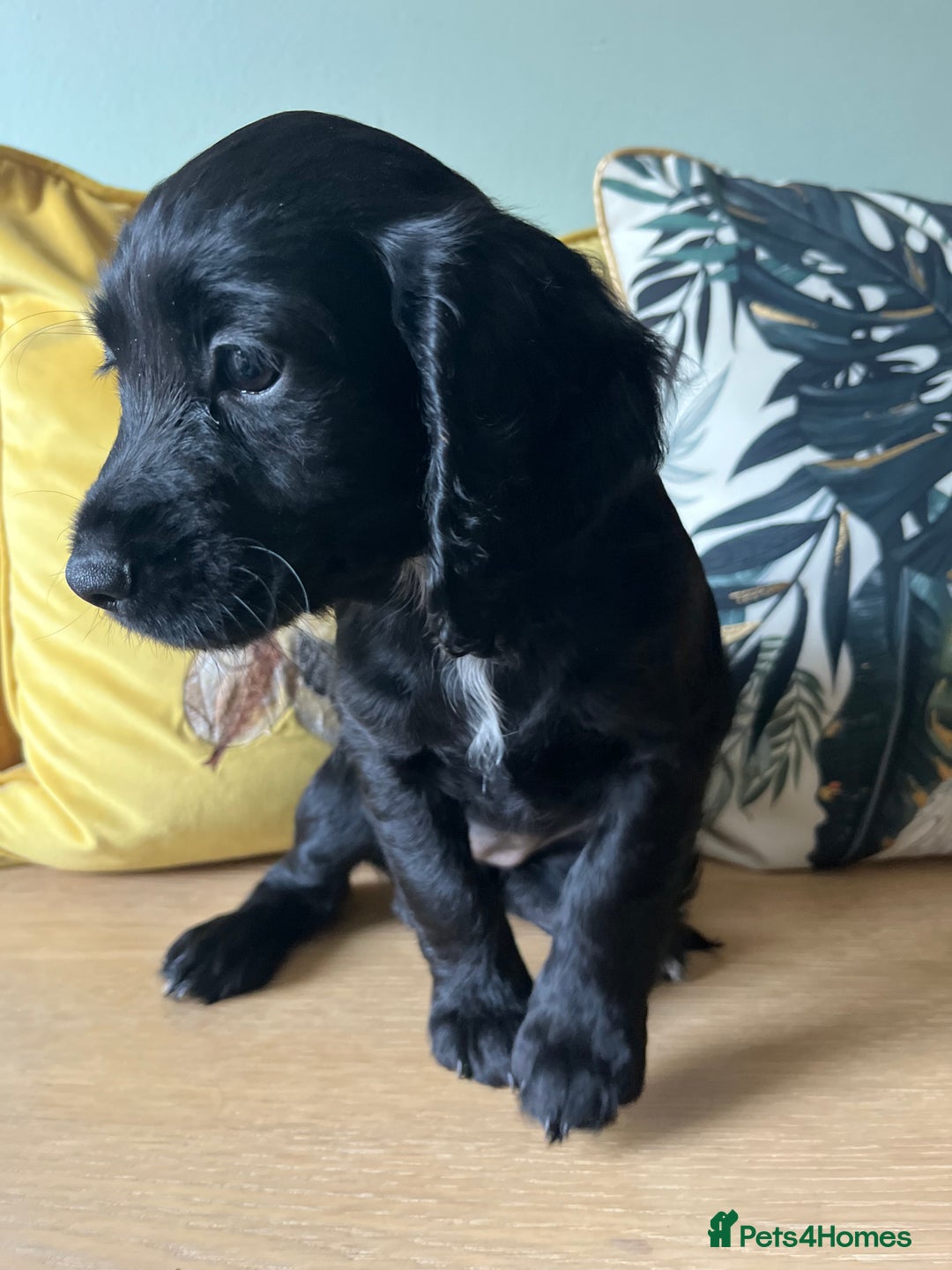 Sprocker dogs for sale: Sprocker Puppies - Image 8