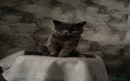 British Shorthair cats for sale: Male British Shorthair  - Advert 2