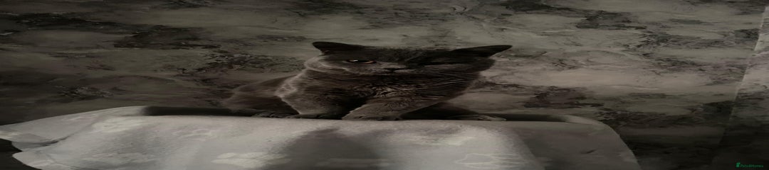 British Shorthair Kitten 1