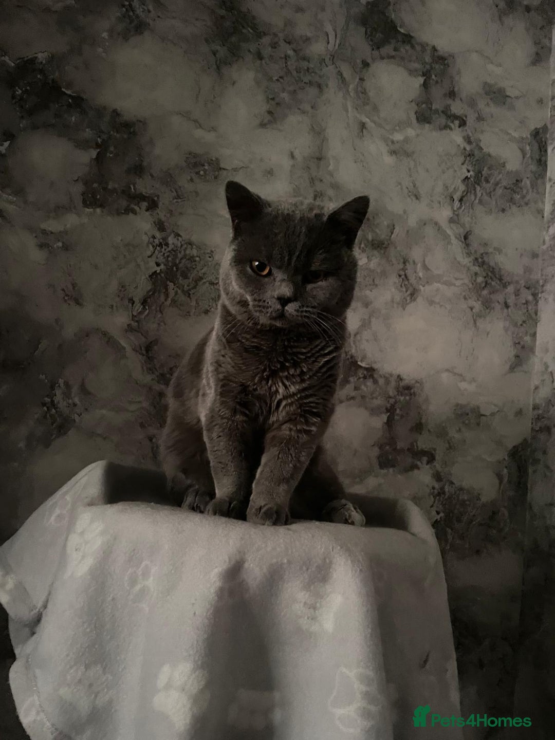 British Shorthair cats for sale: Male British Shorthair  - Advert 2