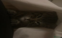 Bengal cats for sale: Bengal - Image 5
