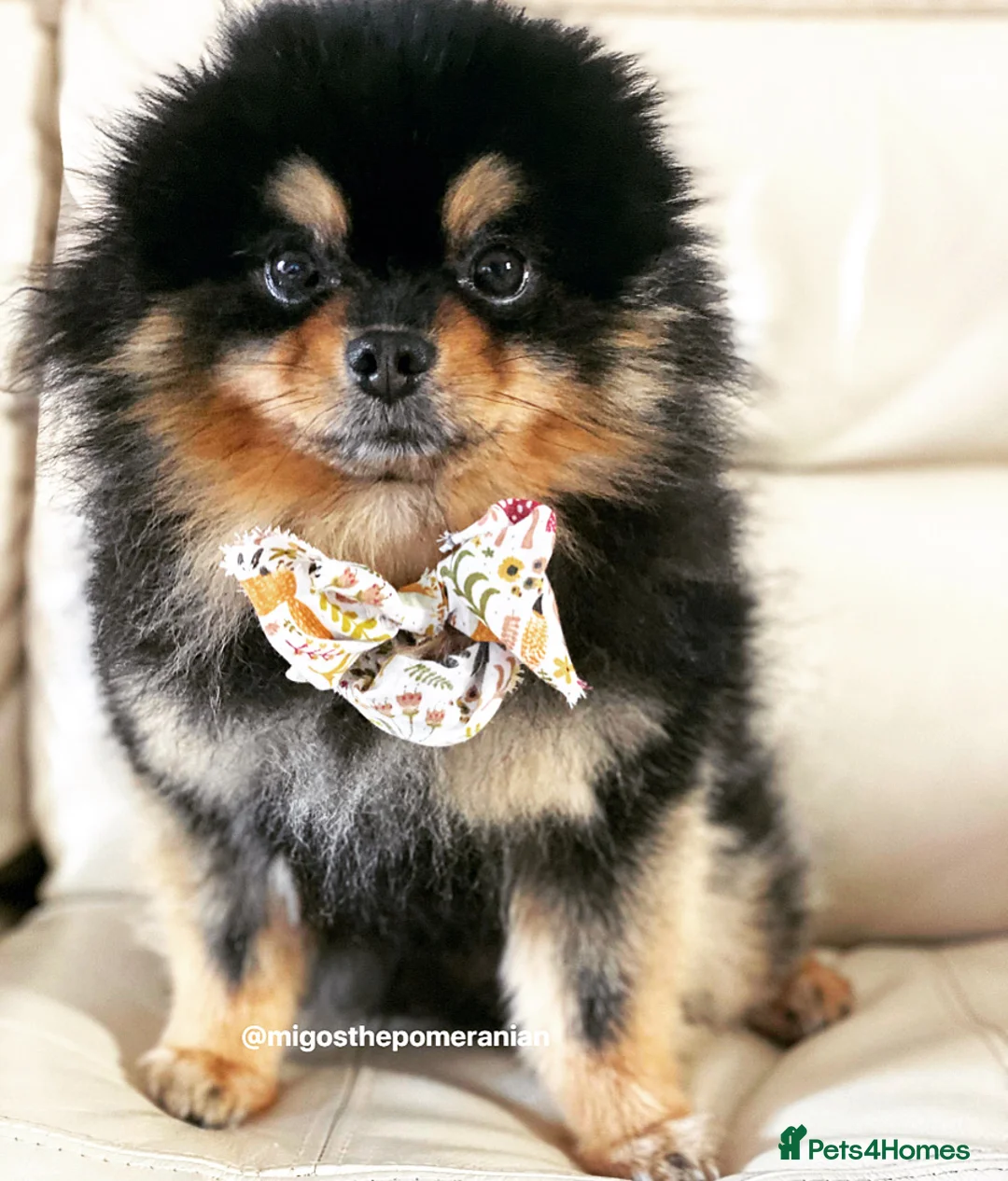 Pomeranian dogs for stud: Exceptional Proven Champion Line Pomeranian Stud  in Ebbw Vale - Advert 10