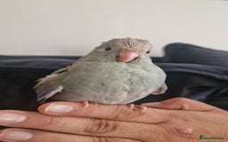 Parakeets birds for sale: Hand-reared Kakariki Chicks  - Image 1