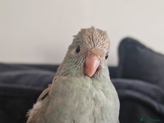 Parakeets birds for sale - Advert 1