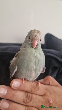 Parakeets birds - Advert 1