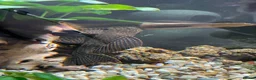 Plecos fish for sale: Leopard Pleco - Advert 1