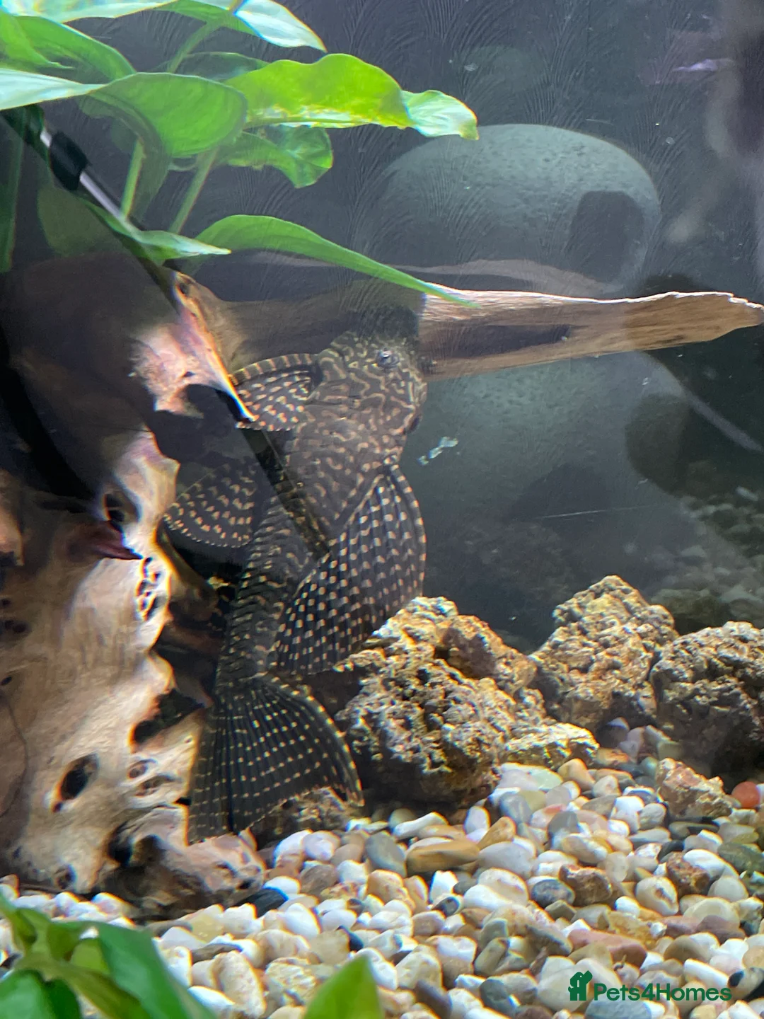 Plecos fish for sale: Leopard Pleco - Advert 1