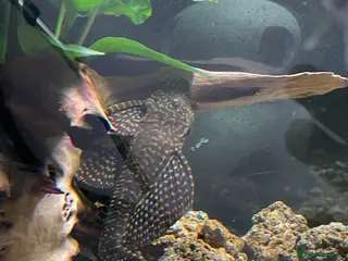 Plecos fish Leopard Pleco - Advert 17