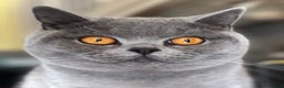 British Shorthair cats for sale: ⭐️Ready 23rd December⭐️ 2 left - British Shorthair - Advert 1
