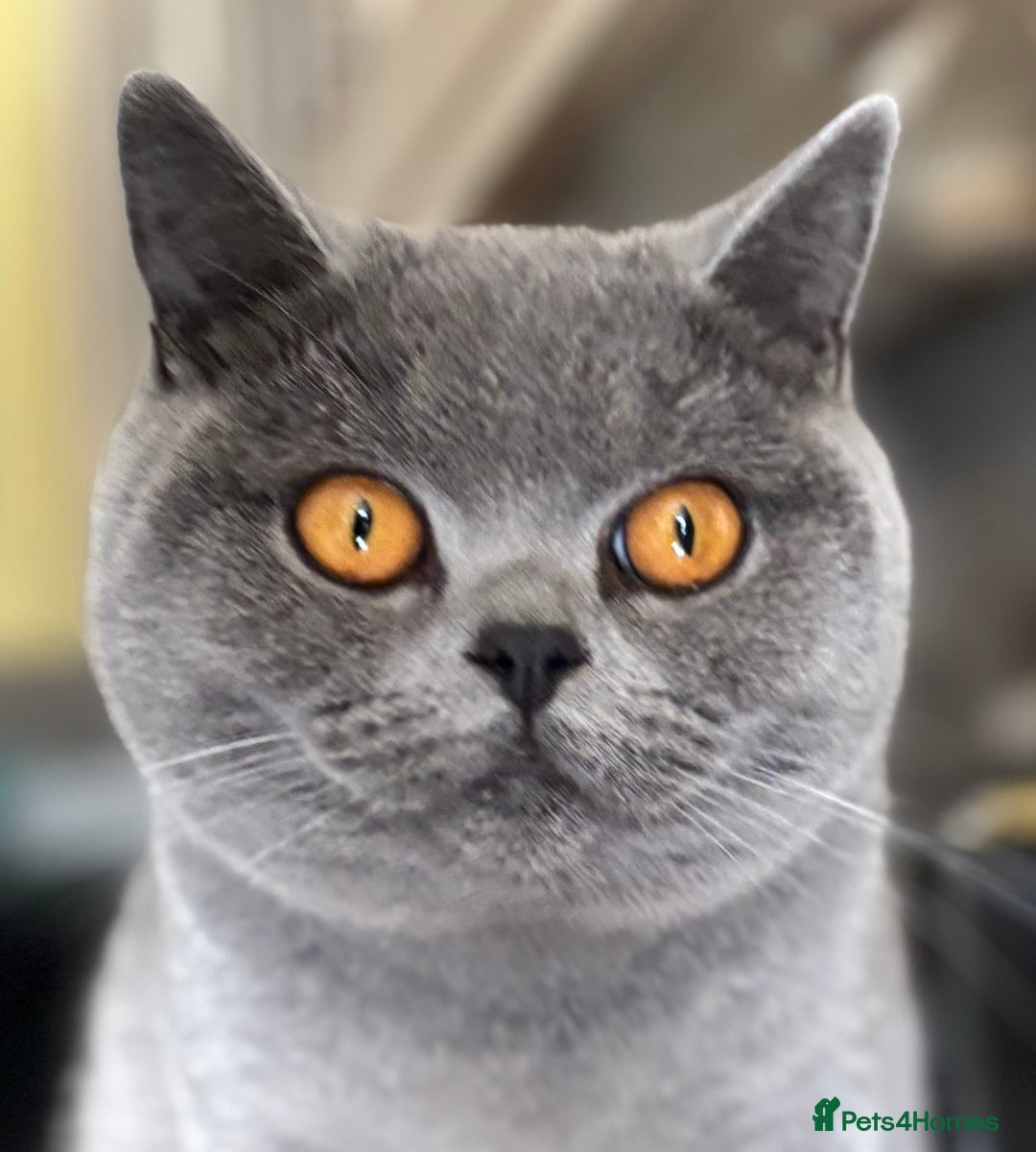 British Shorthair cats for sale: ⭐️Ready 23rd December⭐️ 2 left - British Shorthair - Advert 1