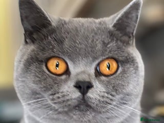 British Shorthair cats ⭐️Ready 23rd December⭐️British Shorthair - Advert 2
