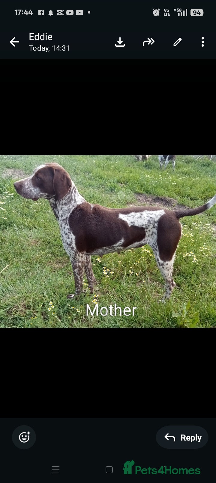 Mixed Breed dogs Rare original Fenlander puppies  - Advert 1